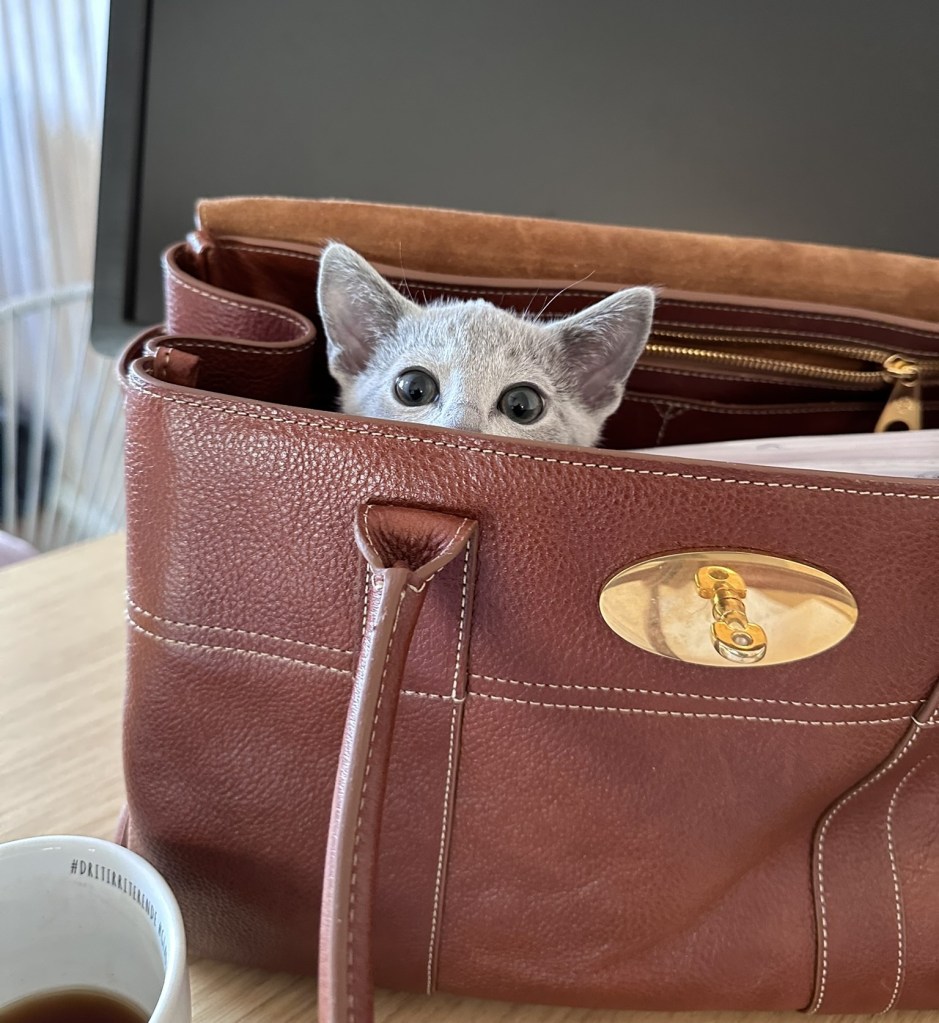 Nysgjerrig Russian Blue-katt som titter opp fra innsiden av en brun veske på bordet.