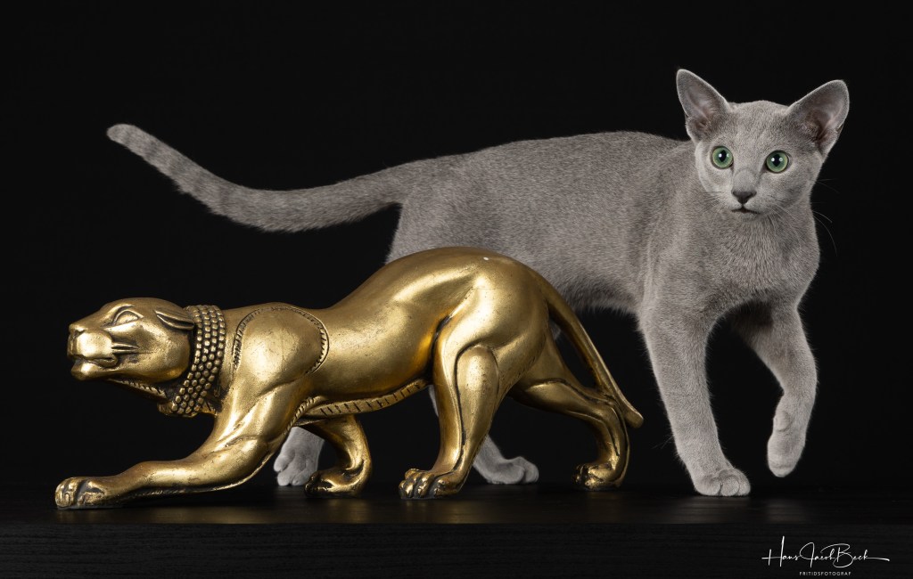 Russian blue cat with silvery coat and green eyes standing on a table looking at you