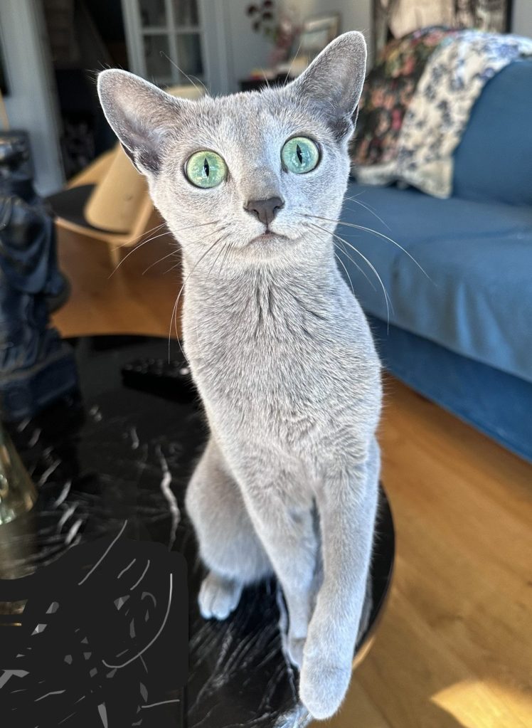 Russian Blue cat sitting on a table, staring attentively toward the camera with wide green eyes.