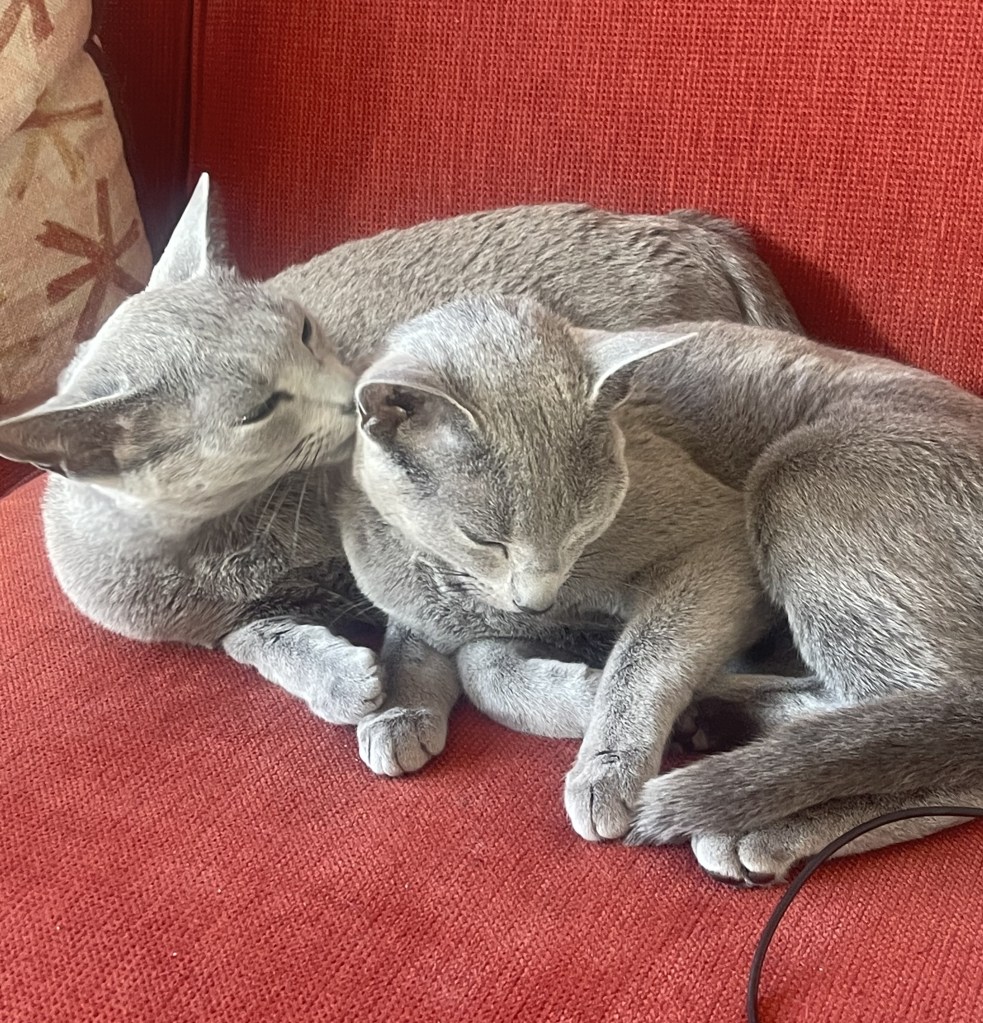 To Russian Blue-katter ligger sammen på rød sofa, den ene slikker den andre på hodet.
