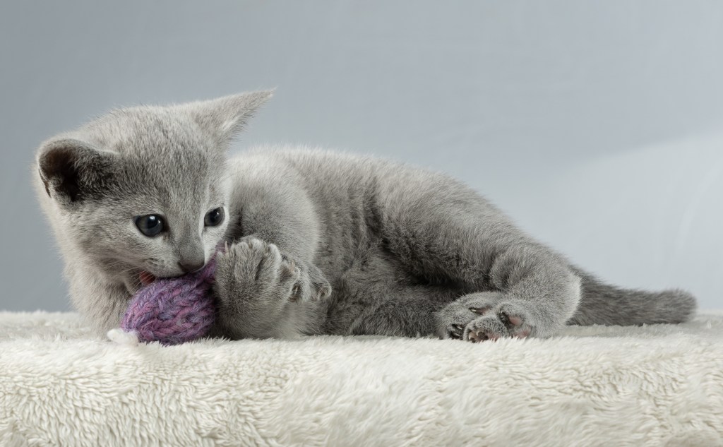 Russisk blå kattunge leker med lilla lekemus på mykt teppe – oppvokst i et kjærlig oppdrett i Norge.