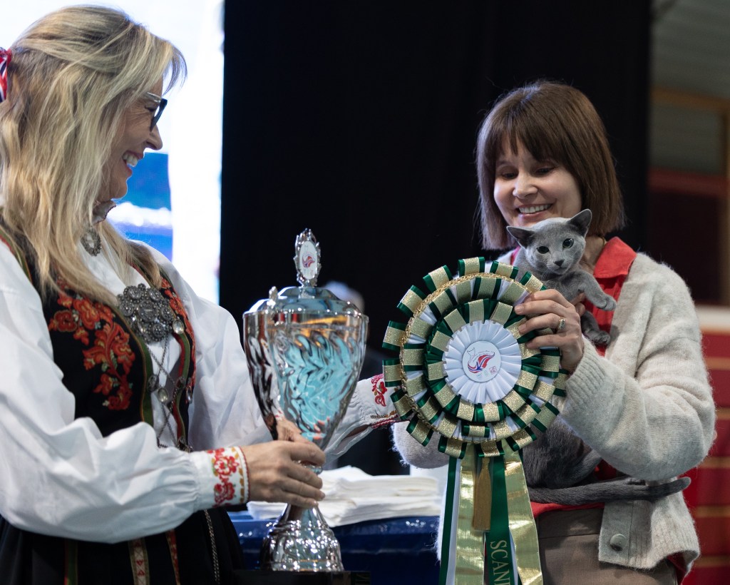 russian blue cat from furbonacci awarded best in show at scandinavian winner show