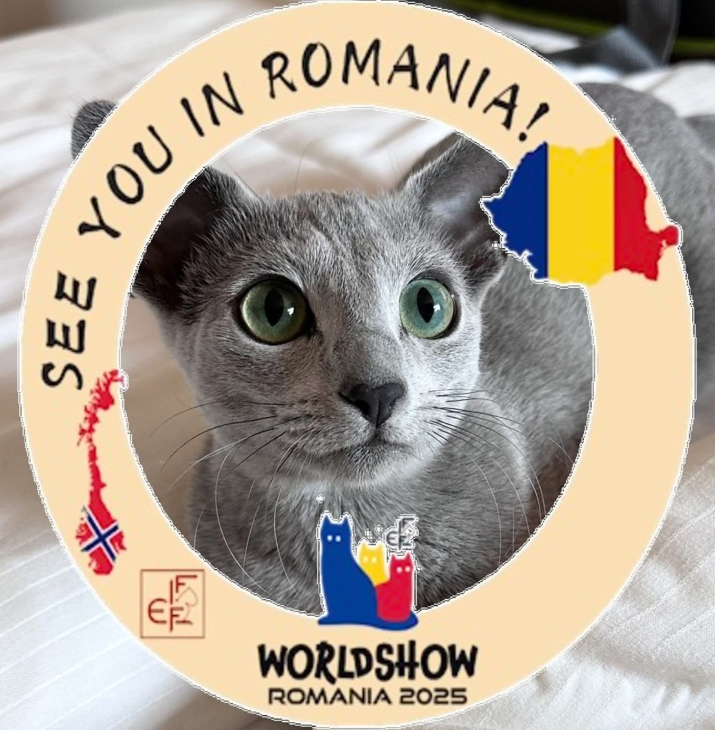 Russian Blue cat with World Winner Show Romania 2025 badge – Furbonacci cattery.