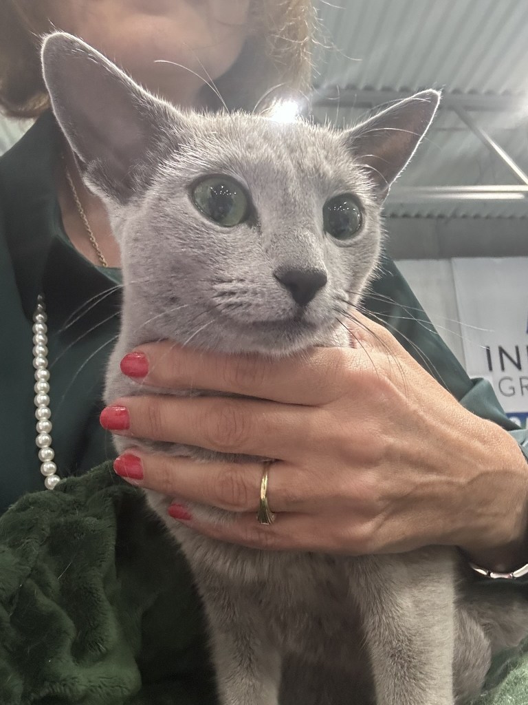 Close-up of Russian Blue kitten Peach before judging at the BURAK Cat Show.