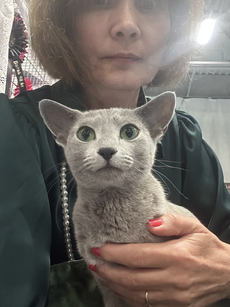 Furbonacci Peach Perfect in arms of owner at cat show