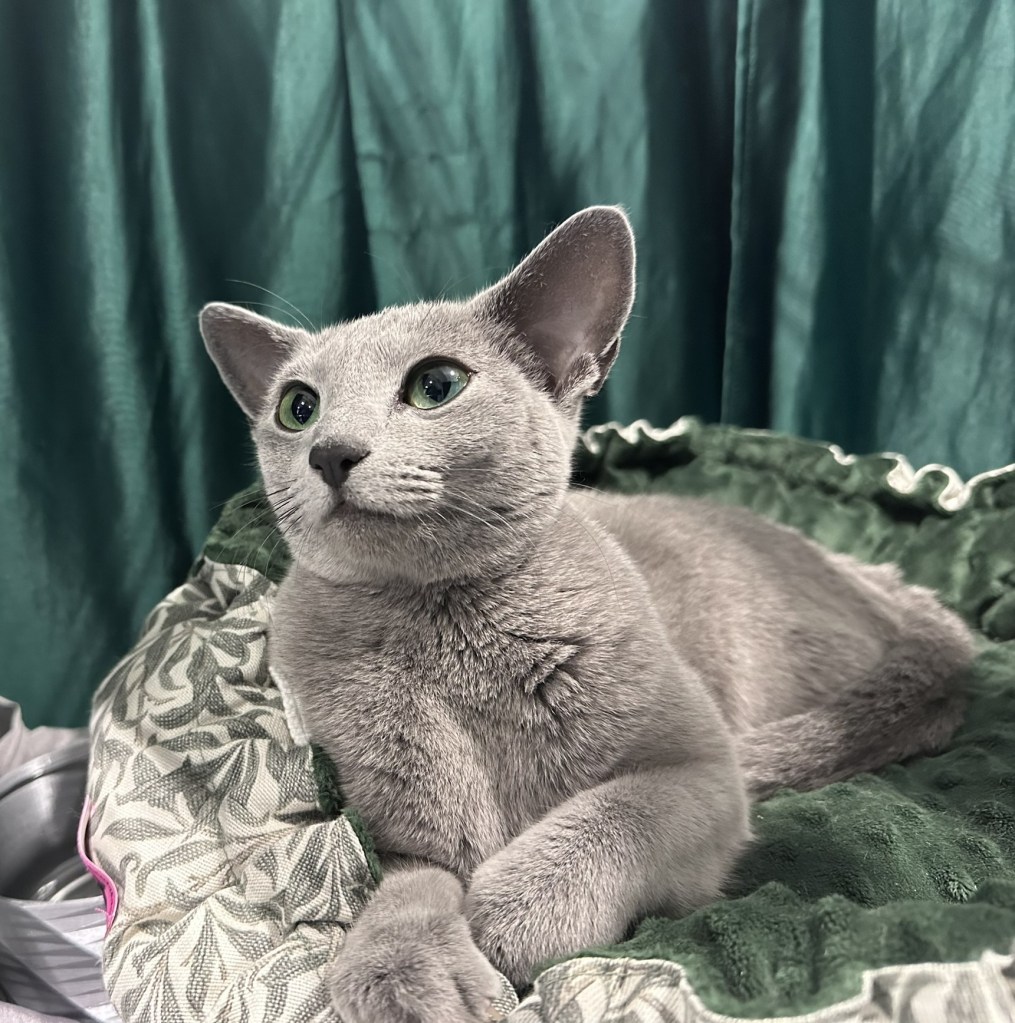 Russian Blue female Peach resting in her show cage at the BURAK International Cat Show.