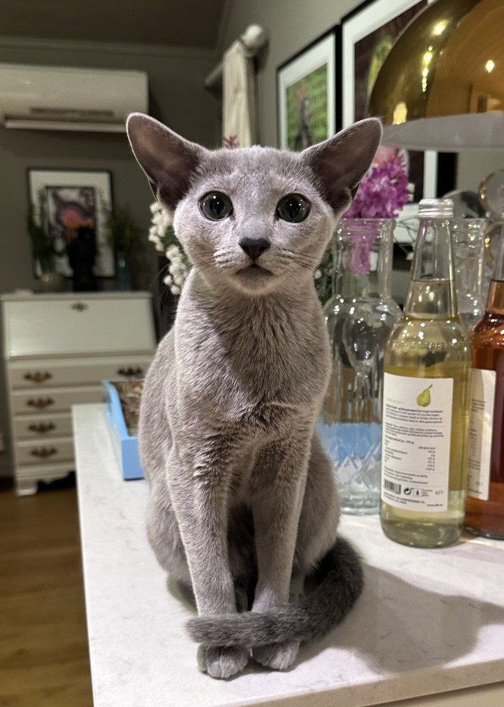 beautiful 6 months old russian blue kitten from firbunacci cattery