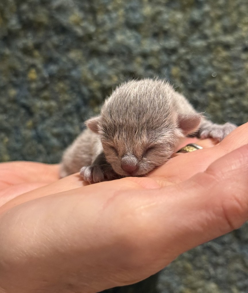 newborn Russian Blue kitten sleeping safely in a hand at Furbonacci