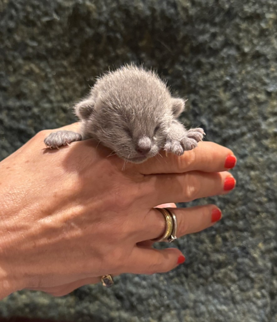 One week old kitten in the hands of Furbonacci