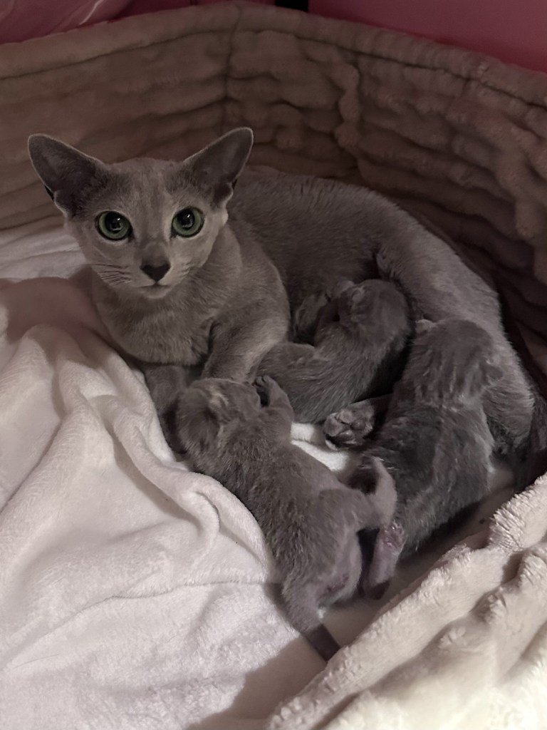 Russian blue mother in the crib with her three kittens