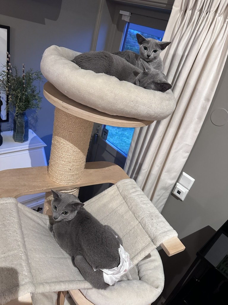 tre russian blue katter i et klorestativ, to sammen på toppen og en under