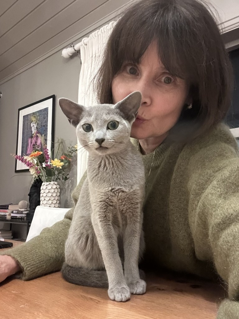 oppdretter med en russian blue katt