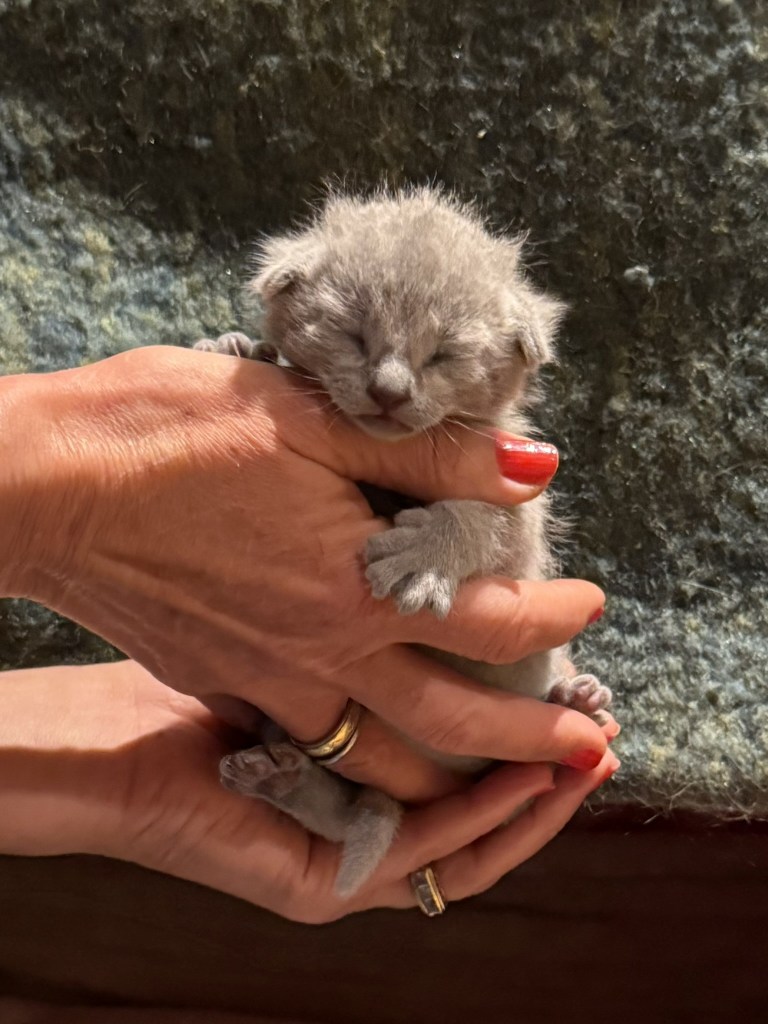 Liten russian blue kattunge 2 uker gammel, som enda ikke har åpnet øynene