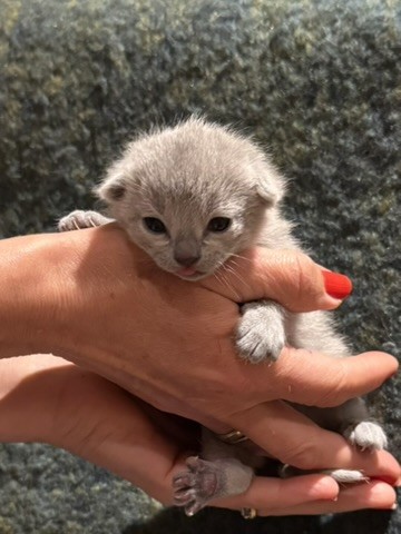 russian blue baby girl 2 weeks old