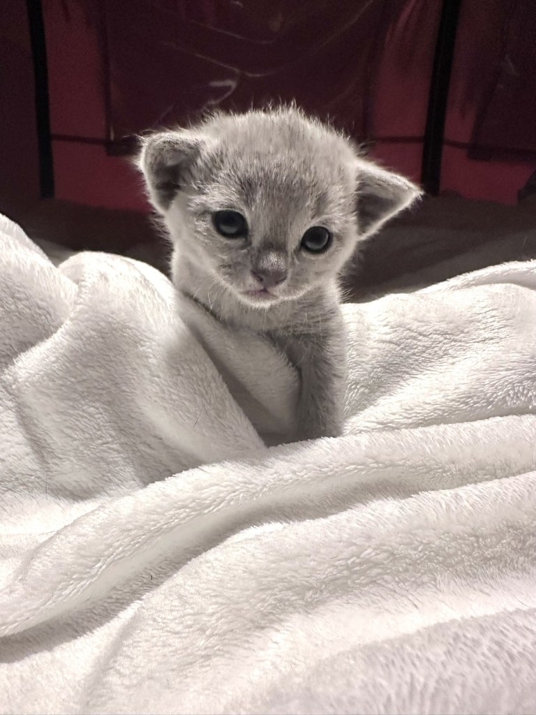 tre uker gammel kattunge sitter på mykt teppe underlag