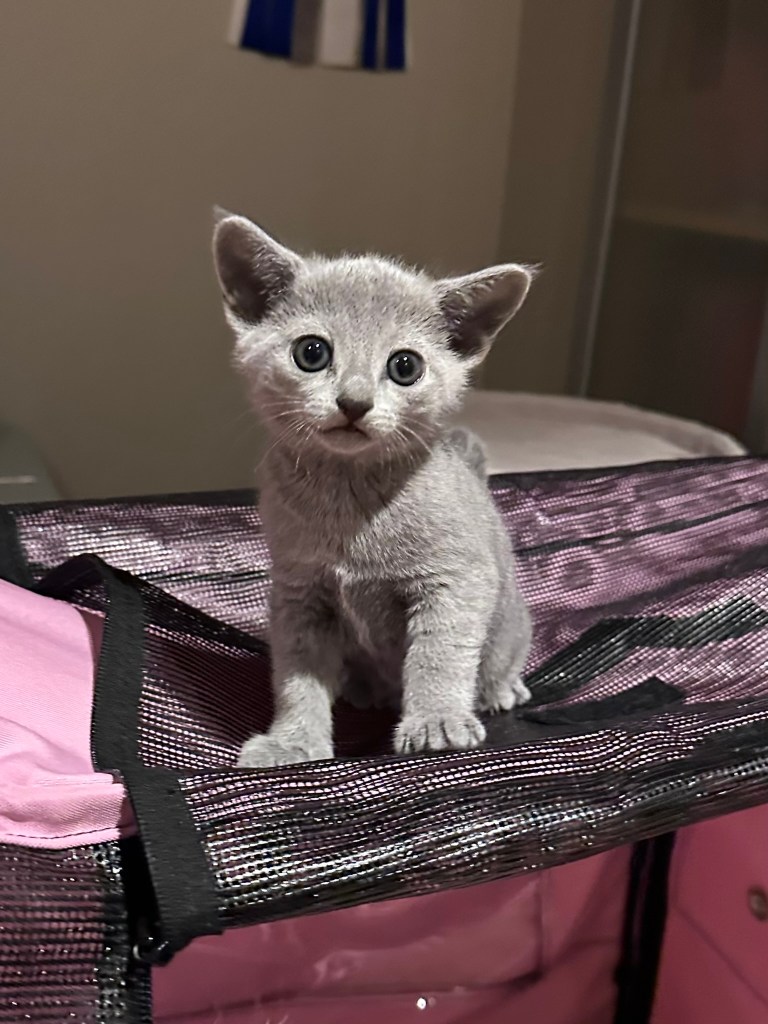7 uker gammel russian blue kattunge sitter på toppen av et sturdi bur