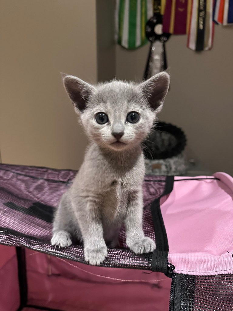 nydelig russian blue kattunge som ser mot kameraet