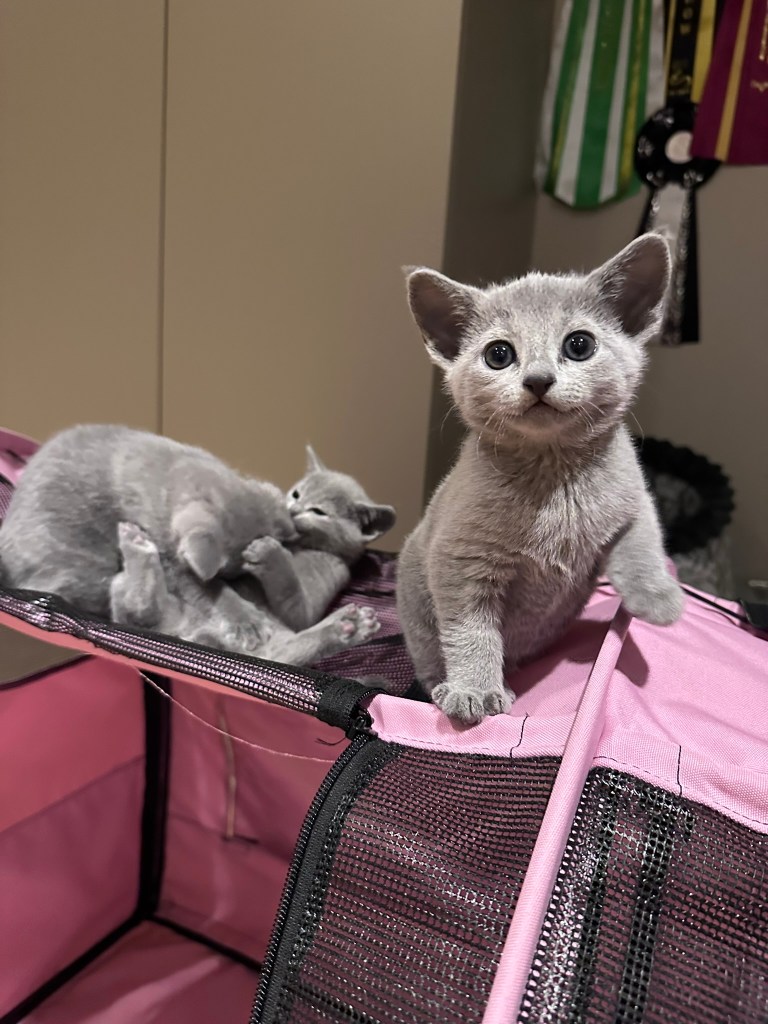 tre russian blue kattunger, to leker i bakgrunnen mens en ser mot kameraet
