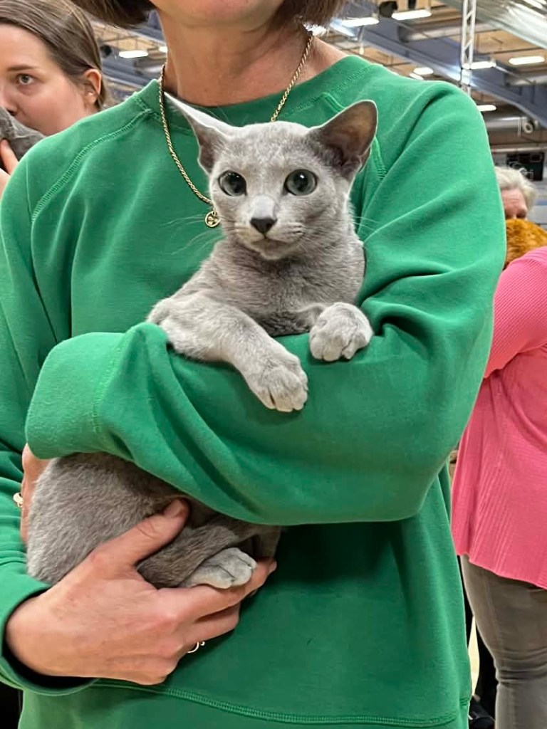 Our lovely russian blue girl at the scandinavian winner show 2026