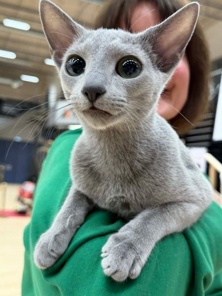 Russian blue kitten with large green open eyes on arm of person in green shirt