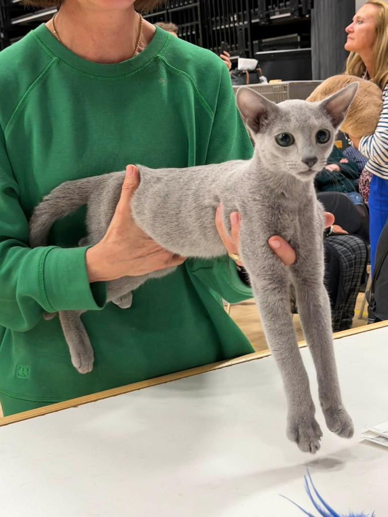Russian blue kitten on judges table at the scandinavian winner show 26
