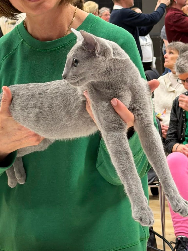 Russian blue male kitten being held at the scandinavian winner show, looking to the left