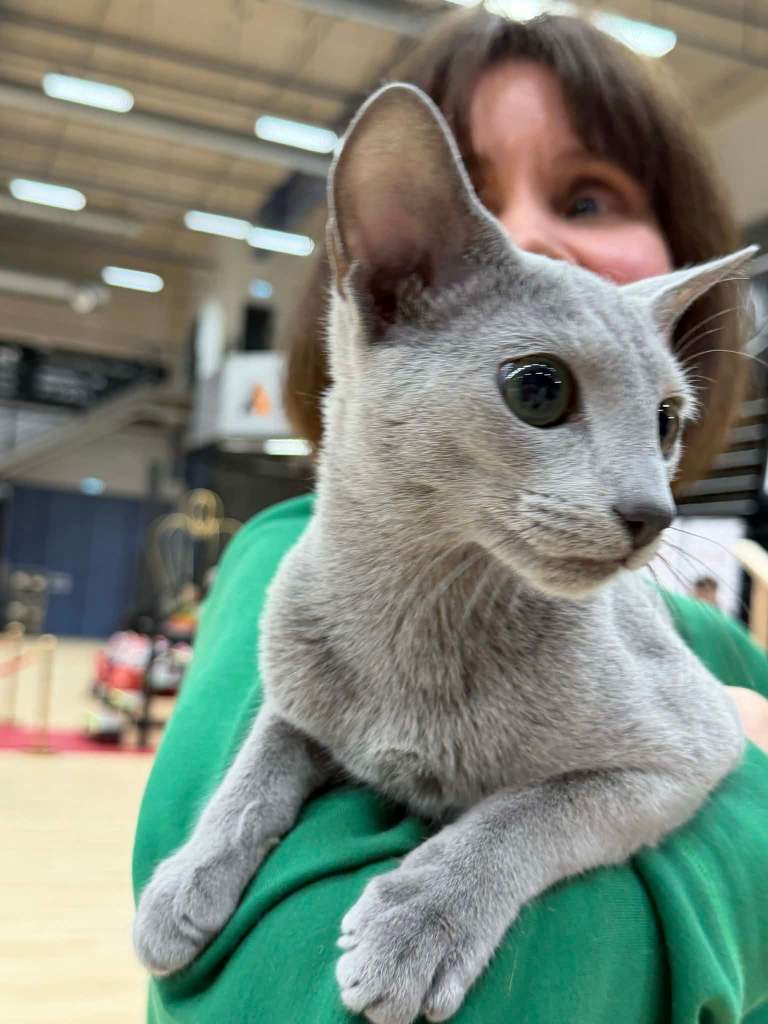 Beautiful russian blue kitten relaxing on persons arm