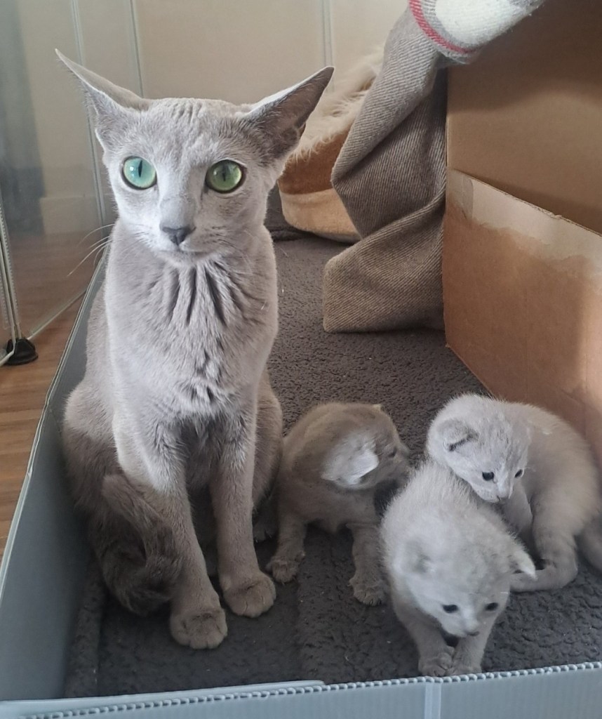 Russian Blue cat with pale coat and green eyes posing with her three kittens two weeks old