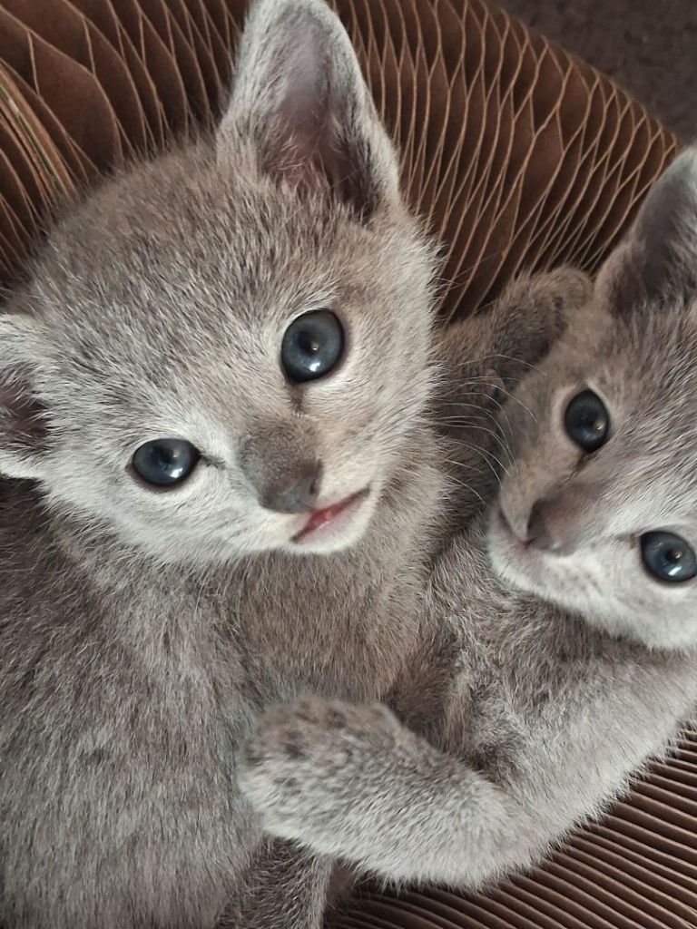 Cute russian blue kittens
