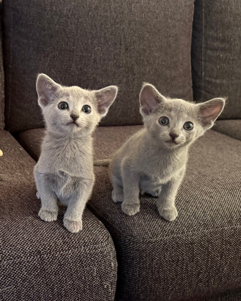 Two Russian Blue kittens 7 weeks old