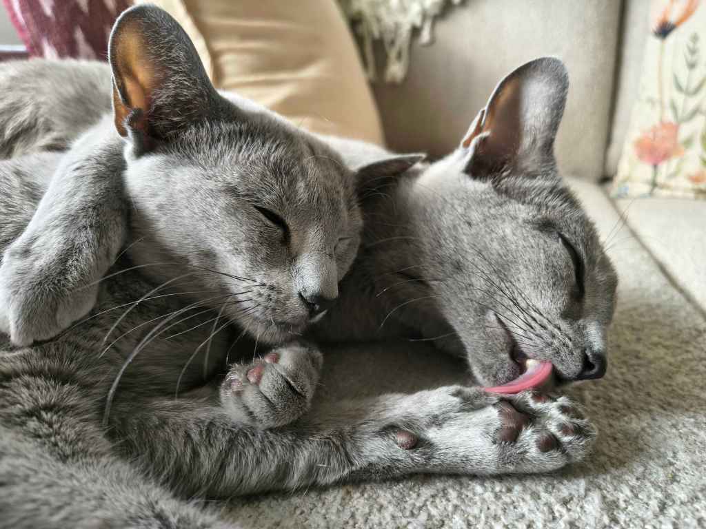 to russian blue hunnkatter som ligger med armene rundt hverandre