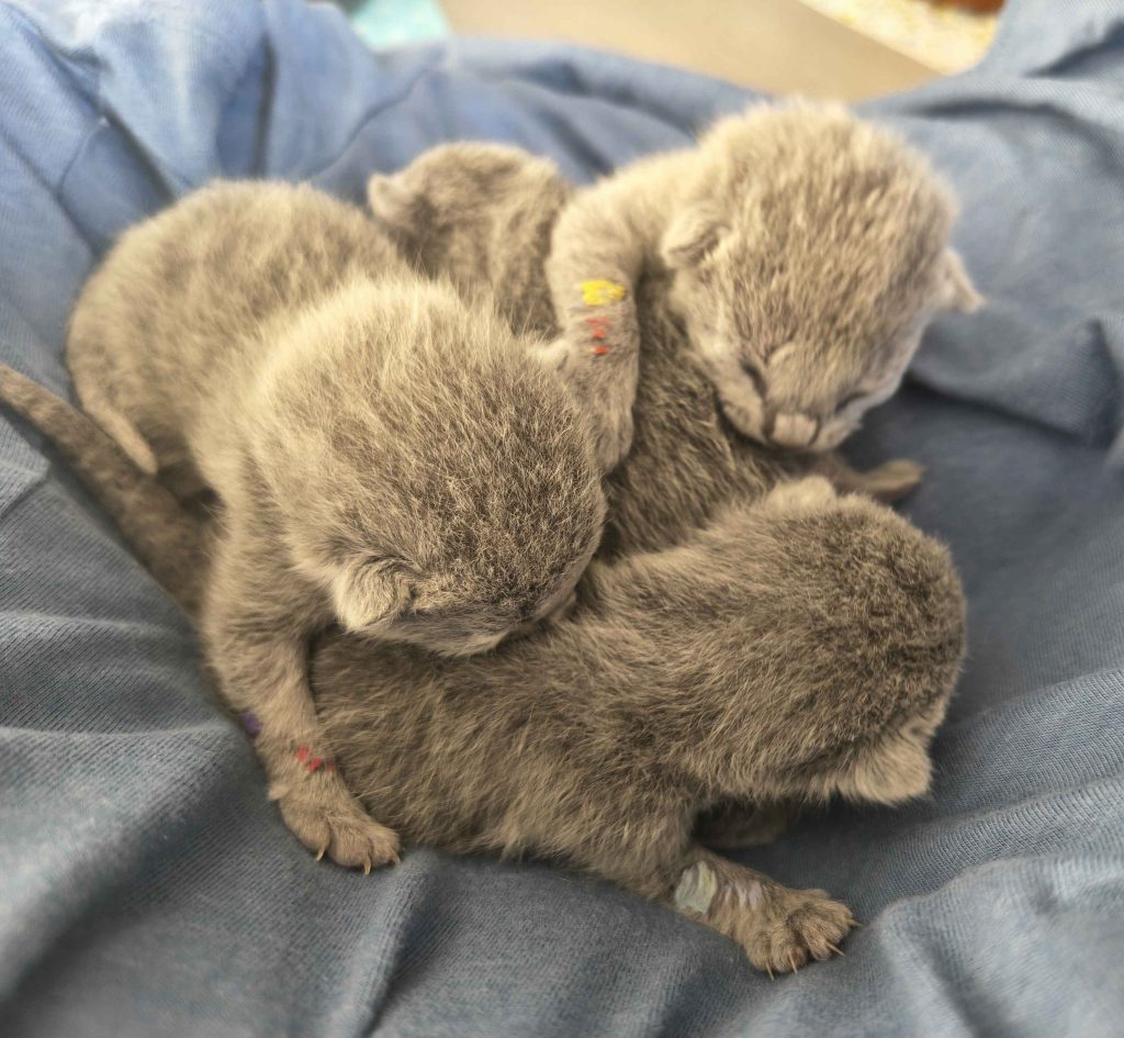 Four newborn russian blue kittens bundled together