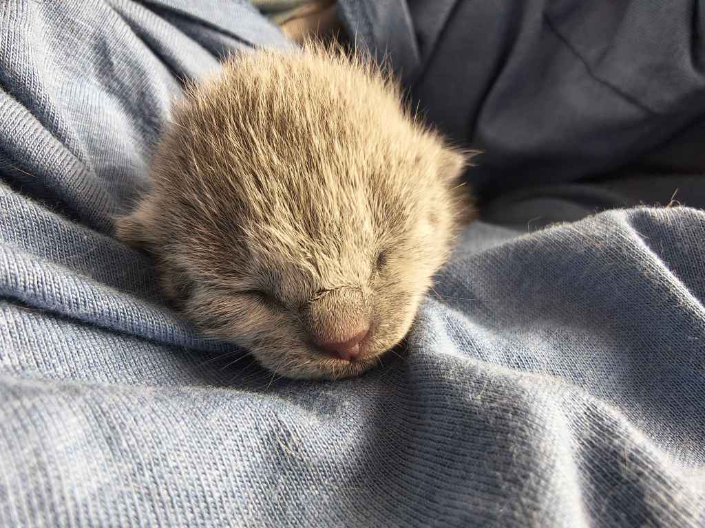 nyfødt russian blue kattunge