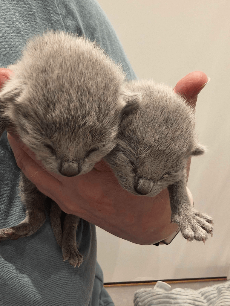 Two kittens only a few days old being held